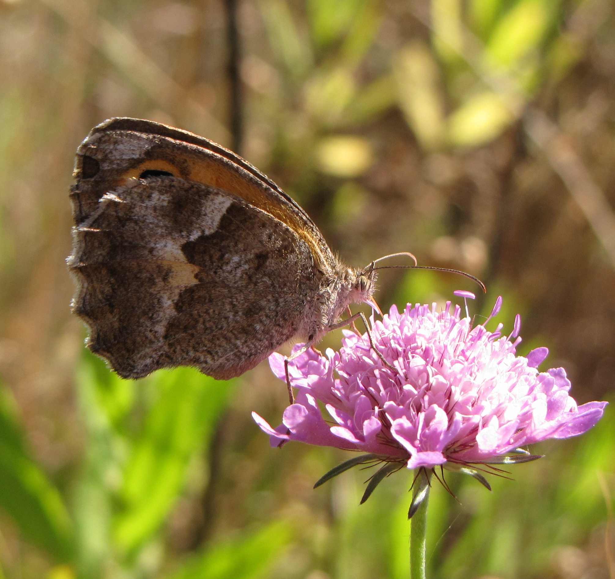 farfalla insugherata